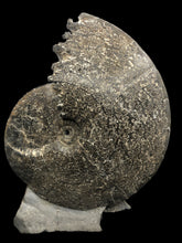 Ammonite- placenticeras meeki