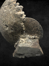 Ammonite- placenticeras meeki