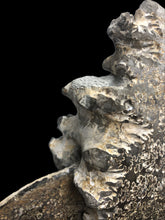 Ammonite- placenticeras meeki