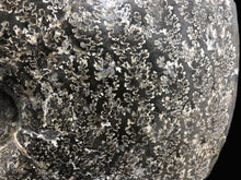 Ammonite- placenticeras meeki