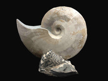 Ammonite- Placenticeras meeki (b)