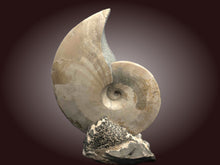 Ammonite- Placenticeras meeki (b)