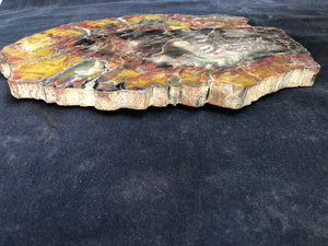 Petrified Wood Slab- Arizona