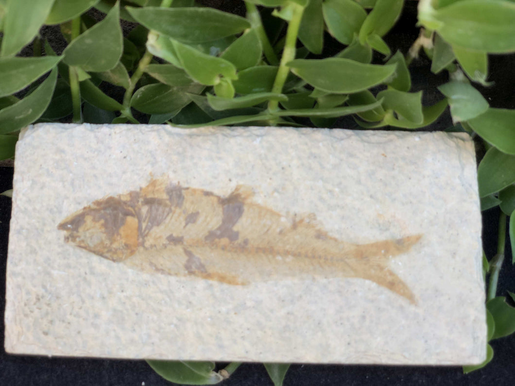 Green River Fish Fossil