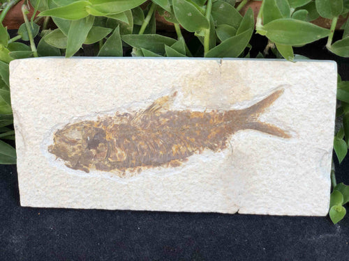 Green River Fish Fossil